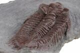 Red Coltraneia Trilobite Fossil - Huge Faceted Eyes #347274-5